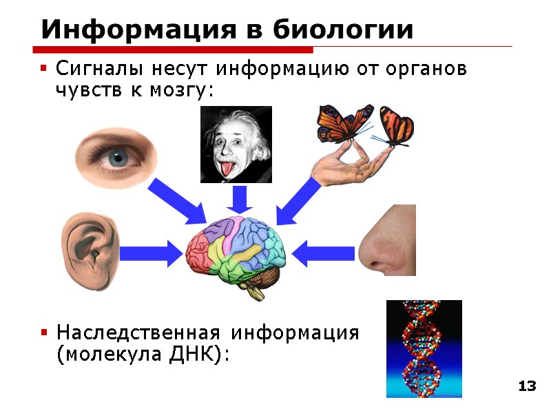 13 Информация в биологии Сигналы несут информацию от органов чувств к мозгу: Наследственная информация